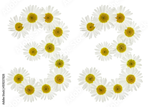 Arabic numeral 33, thirty three, from white flowers of chamomile, isolated on white background
