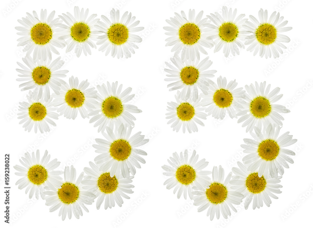 Arabic numeral 55, fifty five, from white flowers of chamomile, isolated on white background Arabic numeral 55, fifty five, from white flowers of chamomile, isolated on white background