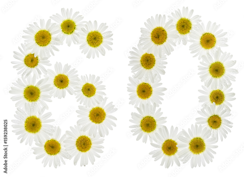 Arabic numeral 60, sixty, from white flowers of chamomile, isolated on white background Arabic numeral 60, sixty, from white flowers of chamomile, isolated on white background