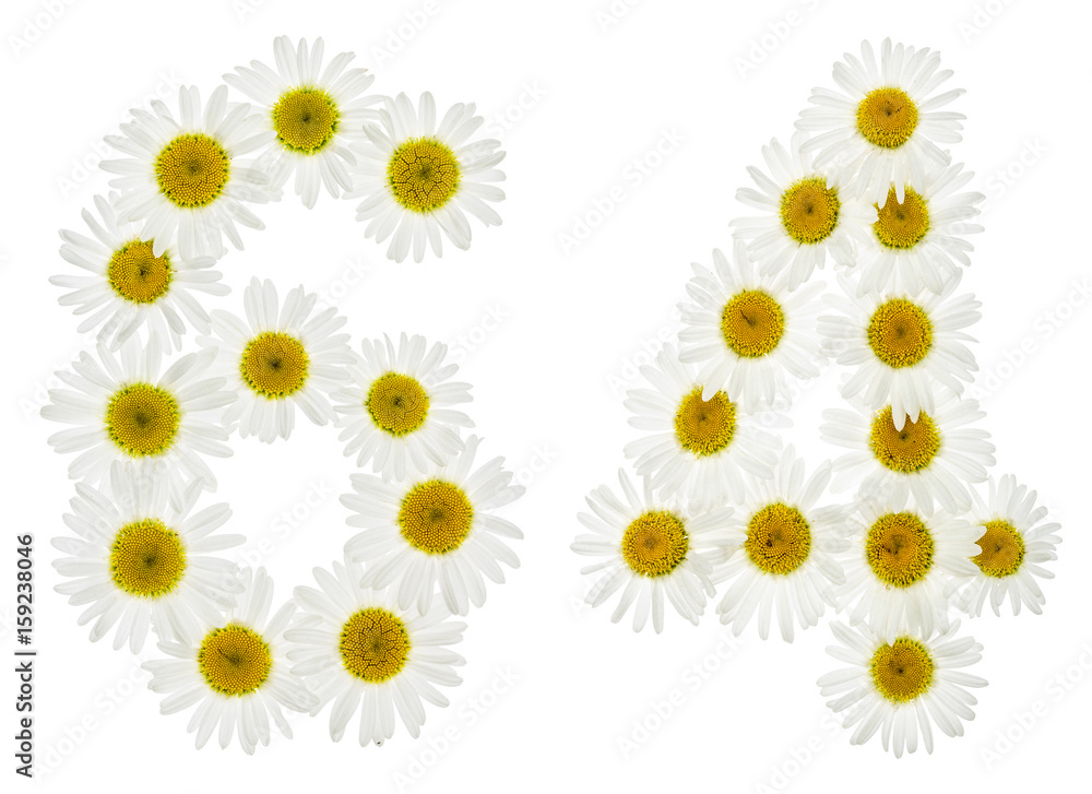Arabic numeral 64, sixty four, from white flowers of chamomile, isolated on white background Arabic numeral 64, sixty four, from white flowers of chamomile, isolated on white background