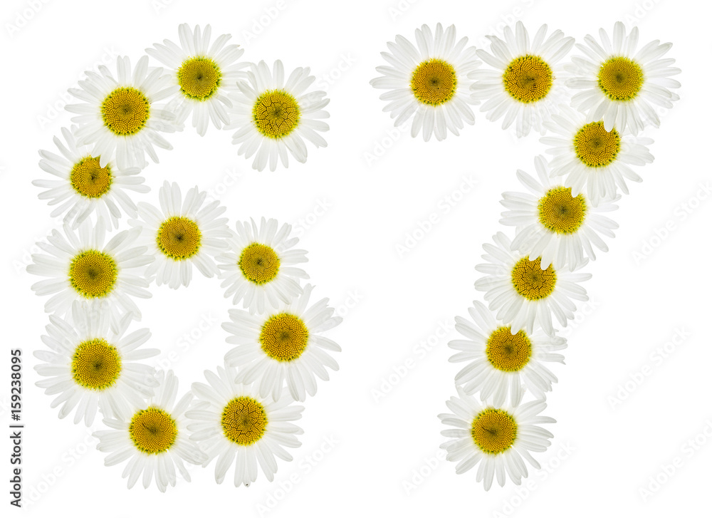 Arabic numeral 67, sixty seven, from white flowers of chamomile, isolated on white background Arabic numeral 67, sixty seven, from white flowers of chamomile, isolated on white background