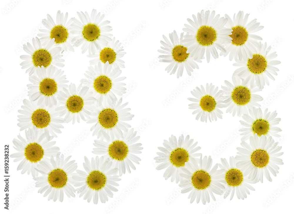 Arabic numeral 83, eighty three, from white flowers of chamomile, isolated on white background Arabic numeral 83, eighty three, from white flowers of chamomile, isolated on white background