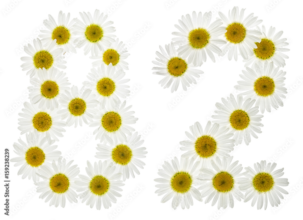 Arabic numeral 82, eighty two, from white flowers of chamomile, isolated on white background Arabic numeral 82, eighty two, from white flowers of chamomile, isolated on white background