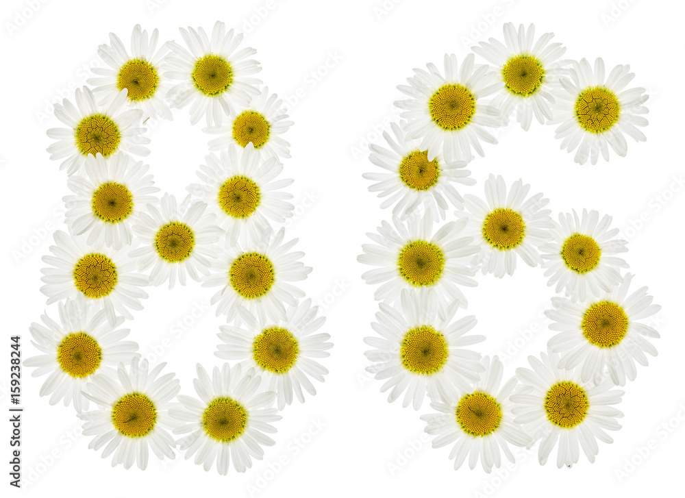 Arabic numeral 86, eighty six, from white flowers of chamomile, isolated on white background Arabic numeral 86, eighty six, from white flowers of chamomile, isolated on white background