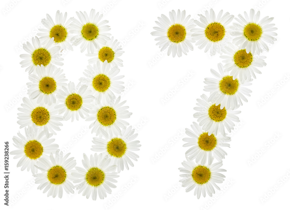 Arabic numeral 87, eighty seven, from white flowers of chamomile, isolated on white background Arabic numeral 87, eighty seven, from white flowers of chamomile, isolated on white background