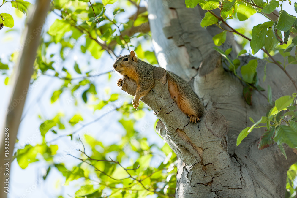 Obraz premium Squirrel Relaxing