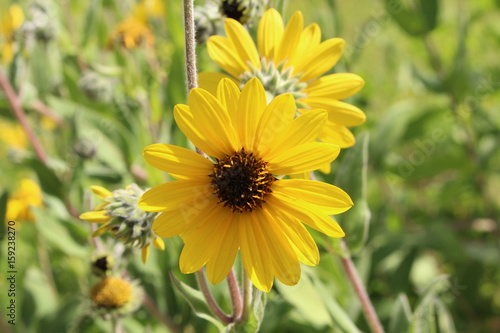 Fototapeta Naklejka Na Ścianę i Meble -  Yellow 
