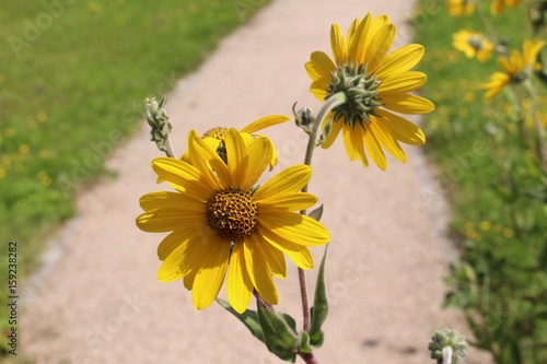 Fototapeta Naklejka Na Ścianę i Meble -  Yellow 