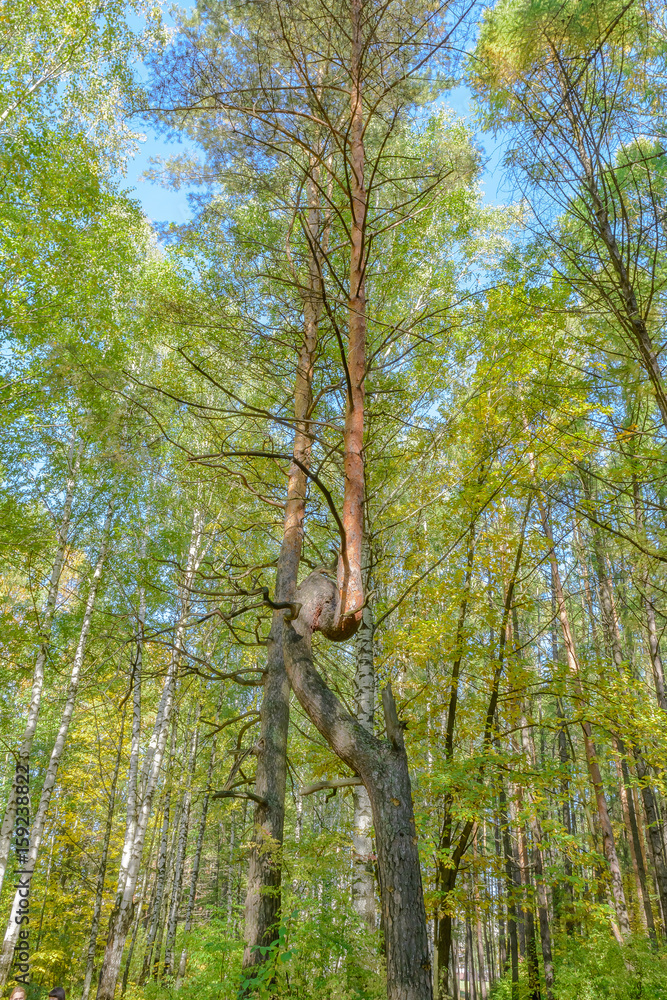 Fototapeta premium Early autumn in the forest