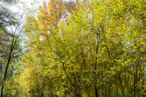 Early autumn in the forest