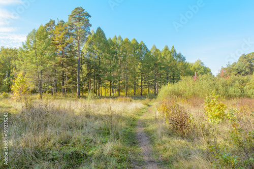 Obraz na płótnie Forest Path