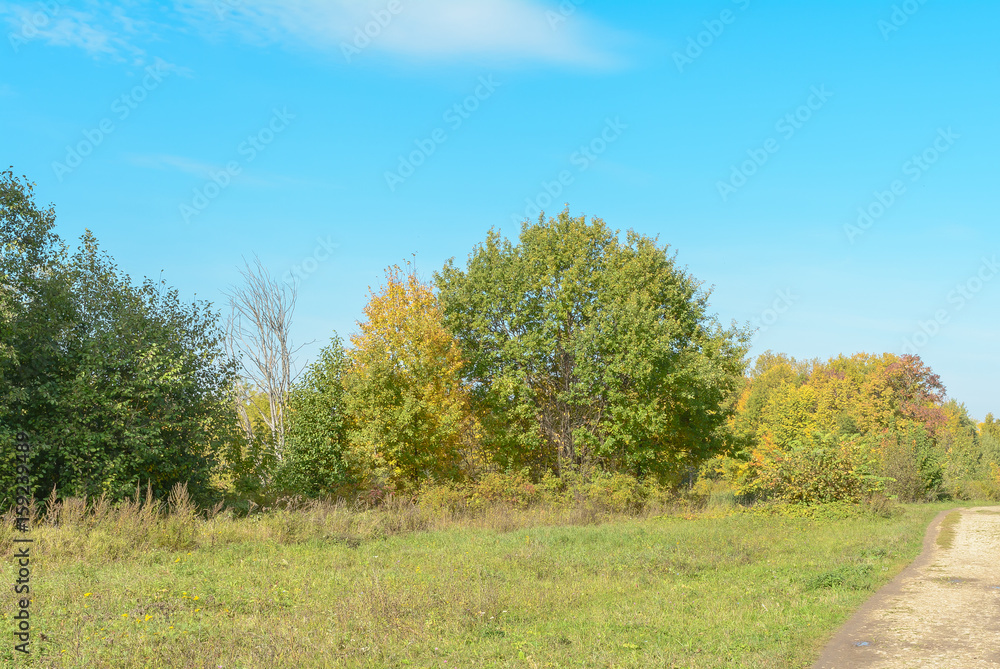 Fototapeta premium Early autumn in the forest