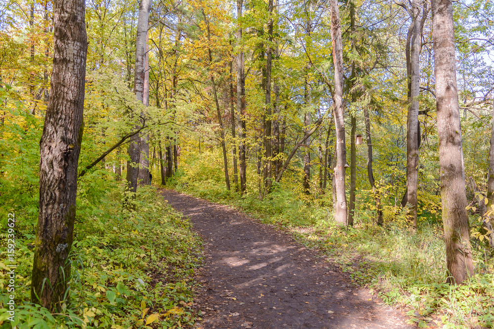 Forest Path