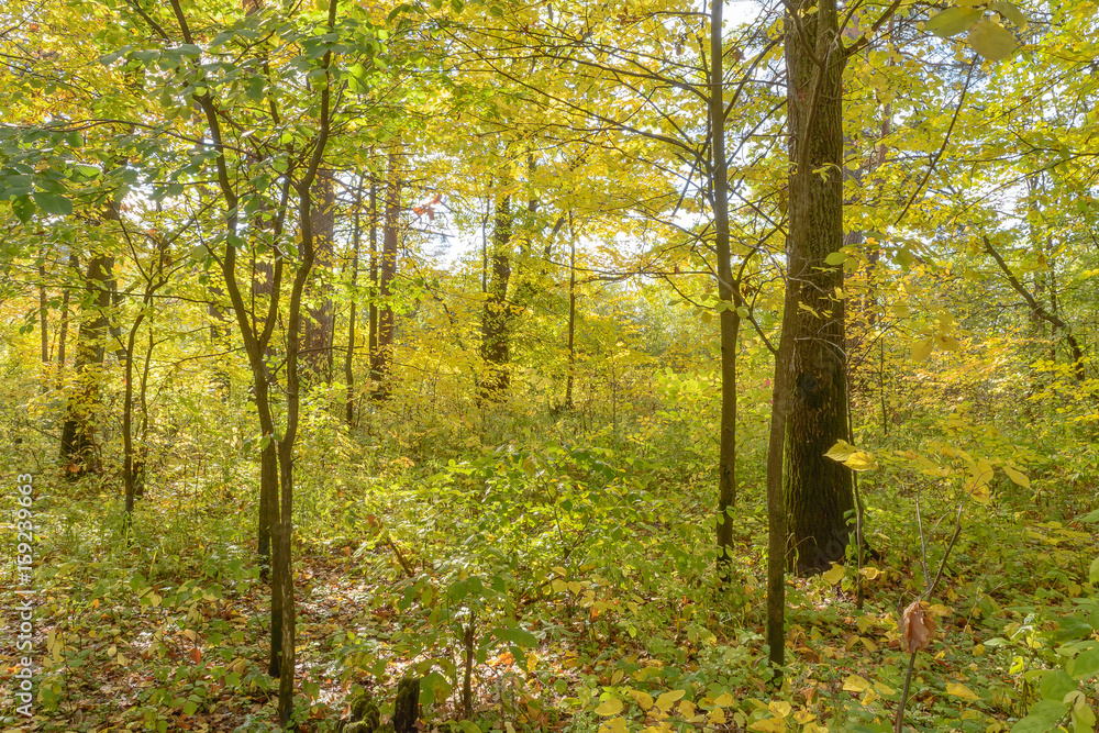 Early autumn in the forest Early autumn in the forest