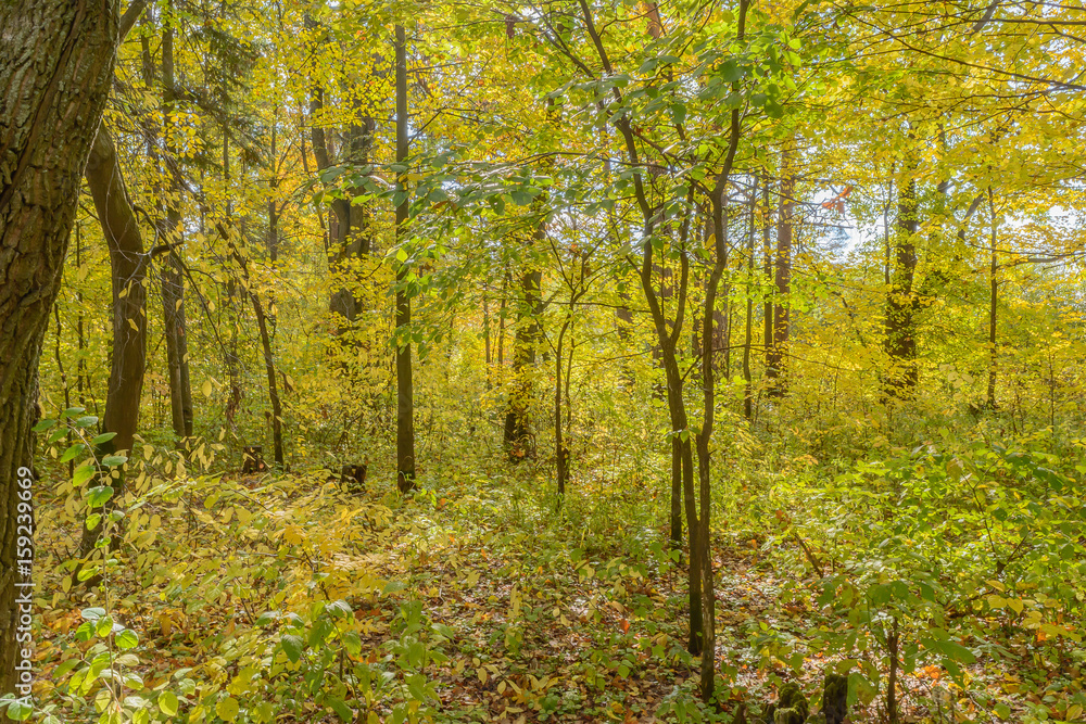 Early autumn in the forest