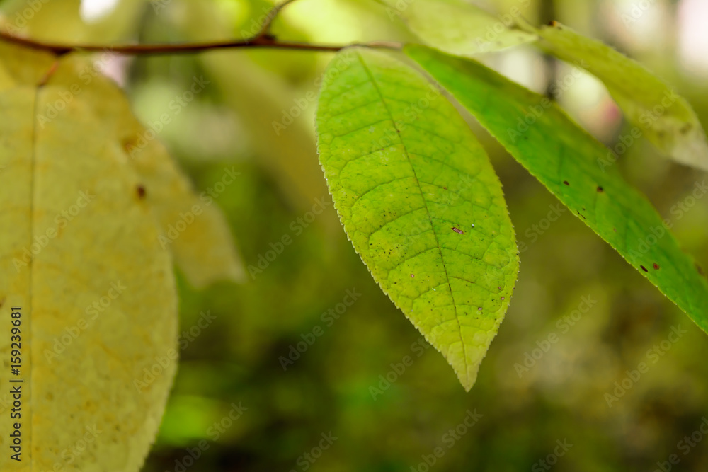 Tree Leaf Tree Leaf