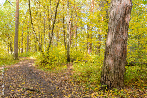 Forest Path