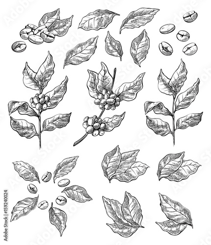 wreath from coffee beans and berry in graphic style
