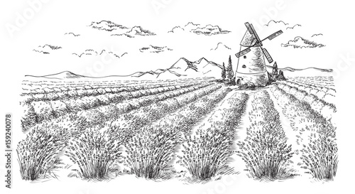 Lavender field summer sunset landscape with tree near Valensole.Provence,France