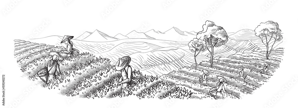Naklejka premium A woman in traditional clothes collects tea leaves on a a tea plantation, fields. Tea Picker. Hand-drawn vector illustration line sketch