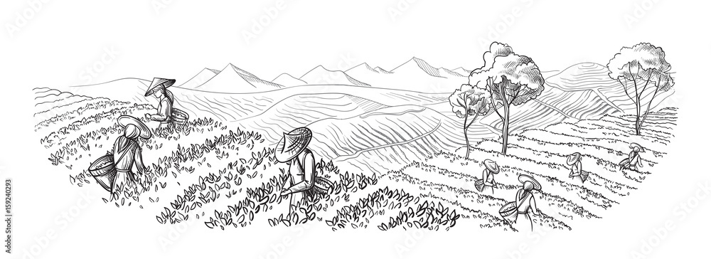 Fototapeta premium A woman in traditional clothes collects tea leaves on a a tea plantation, fields. Tea Picker. Hand-drawn vector illustration line sketch