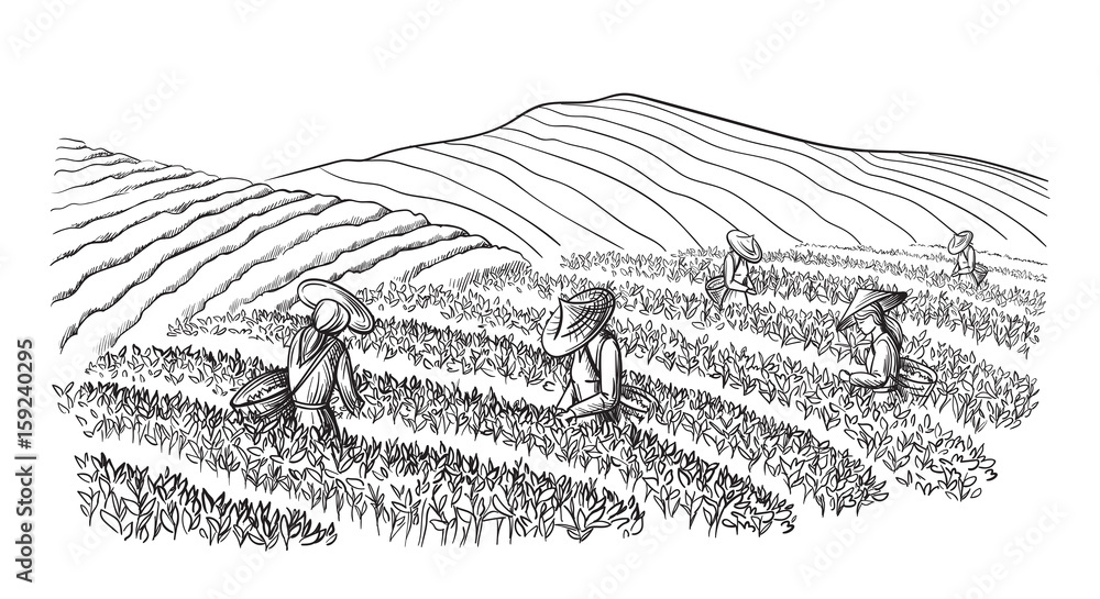 Fototapeta premium A woman in traditional clothes collects tea leaves on a a tea plantation, fields. Tea Picker. Hand-drawn vector illustration line sketch