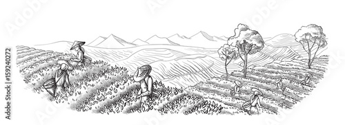 A woman in traditional clothes collects tea leaves on a a tea plantation, fields. Tea Picker. Hand-drawn vector illustration line sketch