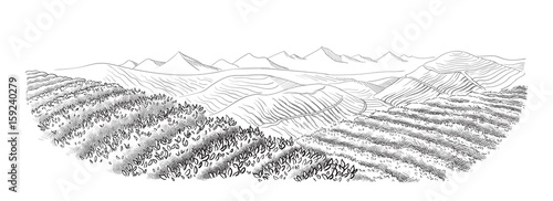 tea plantation landscape in graphic style, hand-drawn vector illustration.