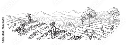 A woman in traditional clothes collects tea leaves on a a tea plantation, fields. Tea Picker. Hand-drawn vector illustration line sketch