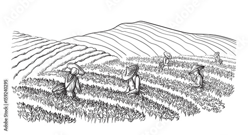 A woman in traditional clothes collects tea leaves on a a tea plantation, fields. Tea Picker. Hand-drawn vector illustration line sketch