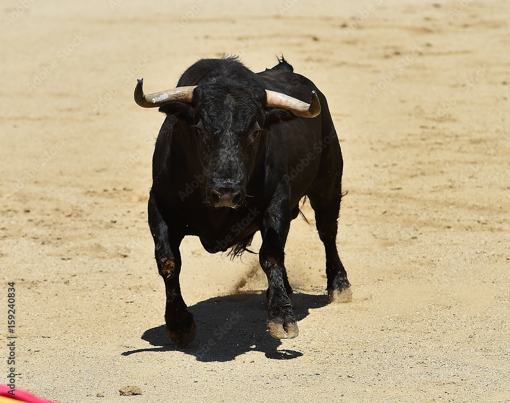 bullfight bullfight