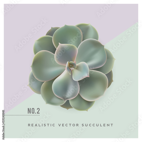 realistic vector illustration of a succulent plant (echeveria), top view - great for desktop scenes/mockups or floristry themed cards and layouts