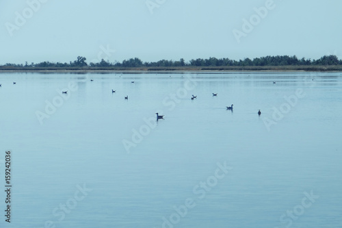 Birds on calm water