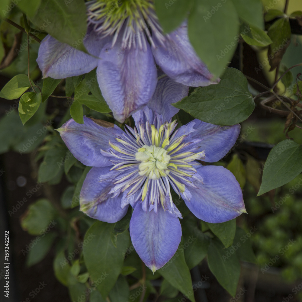 Isolated Close View Blooming Clematis Flowers, Soft Lavendar Pale Petals, Pale Yellow White Pistils/Stamen/Centers, Green Leaves, Daytime, Use with Text Copy Space Overlay Isolated Close View Blooming Clematis Flowers, Soft Lavendar Pale Petals, Pale Yellow White Pistils/Stamen/Centers, Green Leaves, Daytime, Use with Text Copy Space Overlay