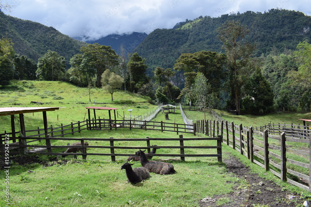 Obraz premium Llamas en corral