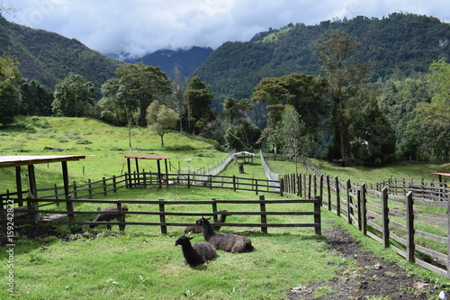 Llamas en corral