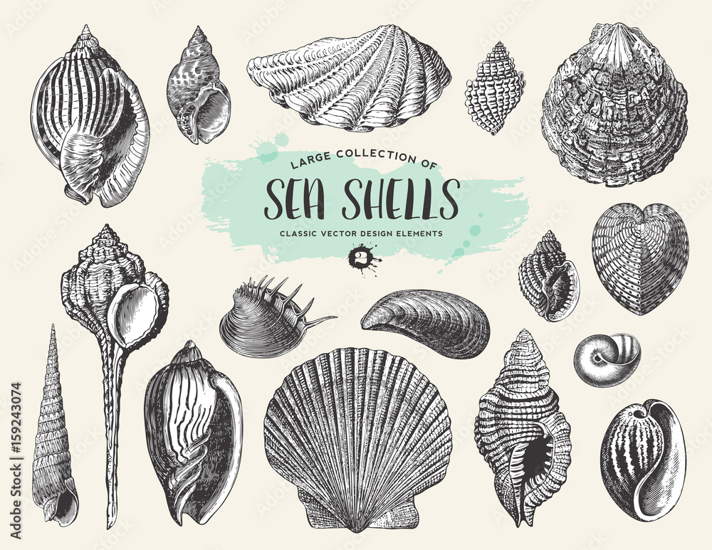 retro summer, beach and ocean vector design elements: large collection of hand drawn vintage sea shells and snails retro summer, beach and ocean vector design elements: large collection of hand drawn vintage sea shells and snails