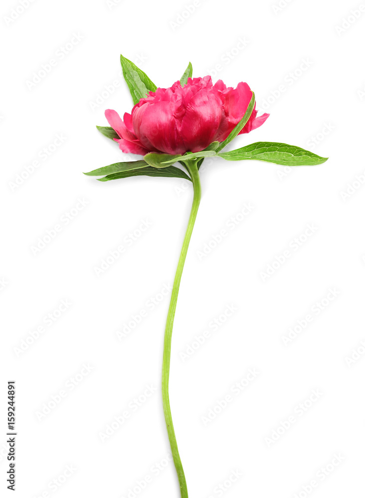Beautiful peony flower on white background Beautiful peony flower on white background