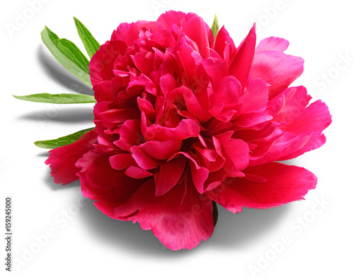 Beautiful peony flower with leaves on white background