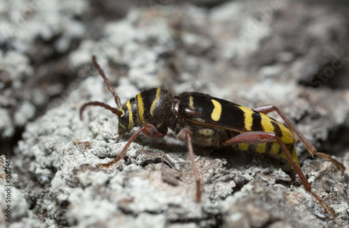 Long horn beetle, Plagionotus detritus laying eggs in the cracks of oak bark © Henrik Larsson