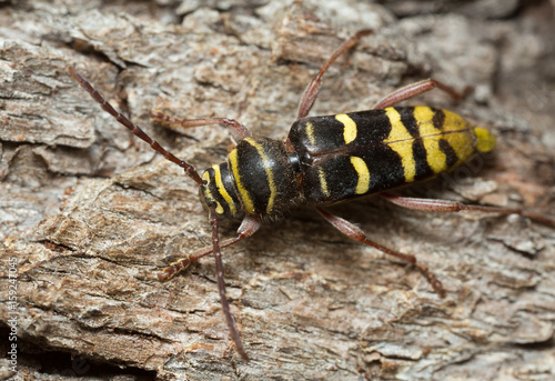Long horn beetle, Plagionotus detritus © Henrik Larsson