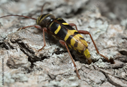Long horn beetle, Plagionotus detritus laying eggs in the cracks of oak bark © Henrik Larsson