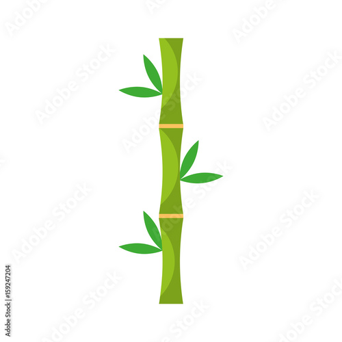 bamboo stem natural icon vector illustration design