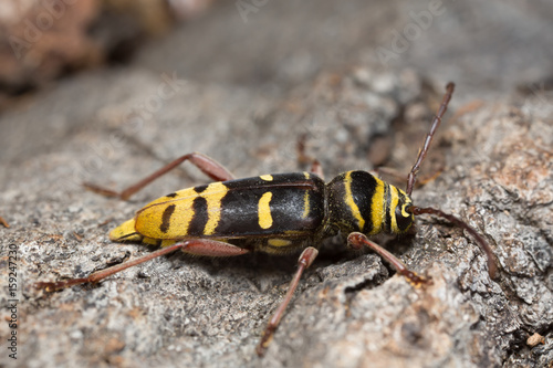Long horn beetle, Plagionotus detritus © Henrik Larsson