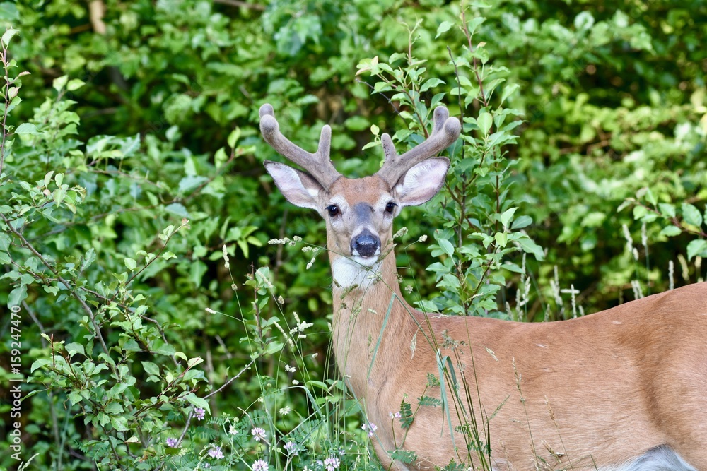 White-tailed buck deer (Odocoileus virginianus) with velvet antlers White-tailed buck deer (Odocoileus virginianus) with velvet antlers