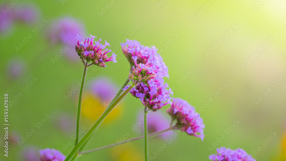 Beautiful Butterfly on Colorful Flower Beautiful Butterfly on Colorful Flower