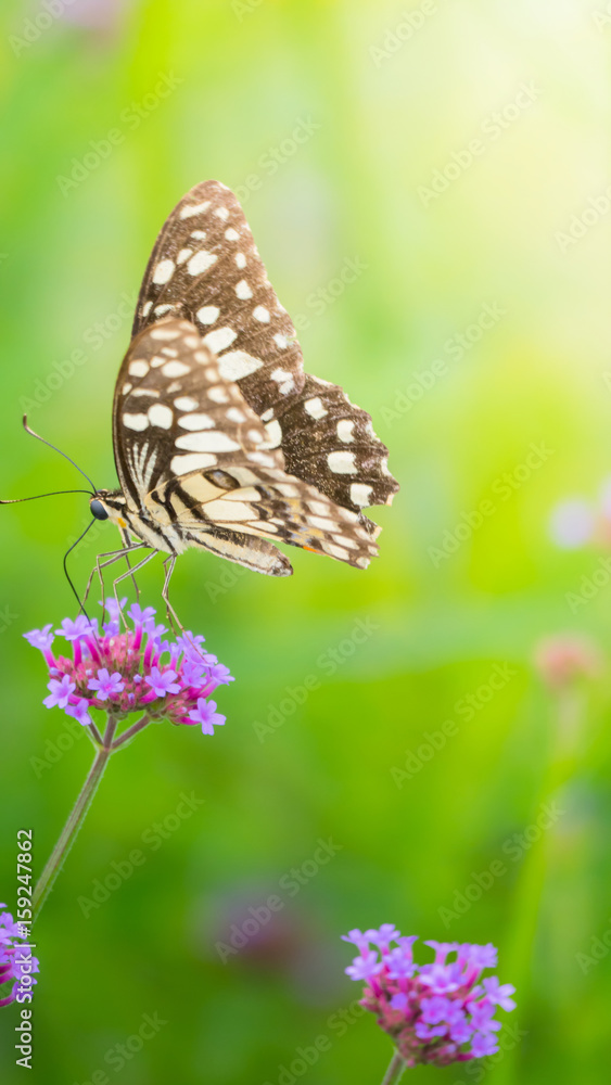 Fototapeta premium Beautiful Butterfly on Colorful Flower