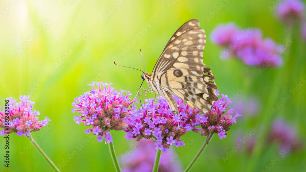 Beautiful Butterfly on Colorful Flower Beautiful Butterfly on Colorful Flower