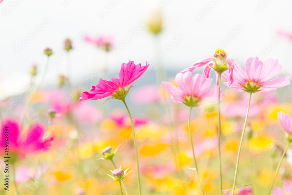 Cosmos beauty flowers