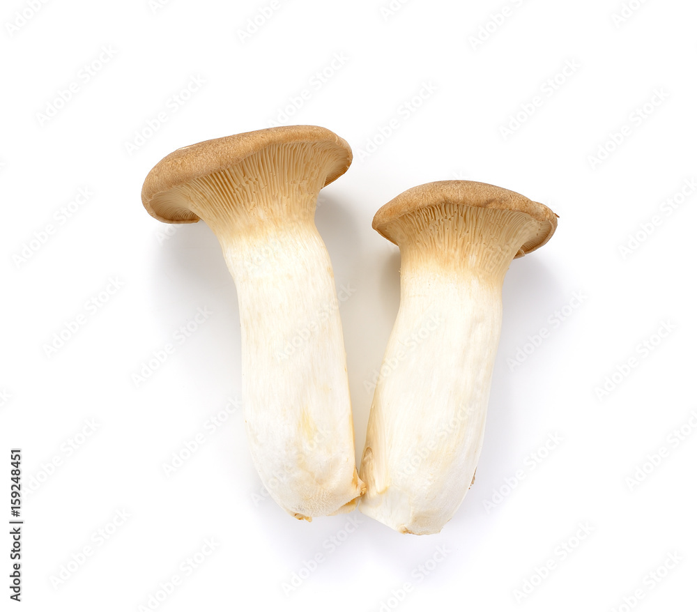 Fototapeta premium King oyster mushroom Pleurotus eryngii on white background